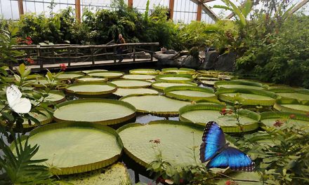 Ken je het Rotterdamse Amazonegebied?