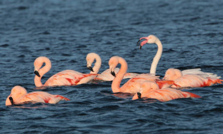 Flamingo's gespot