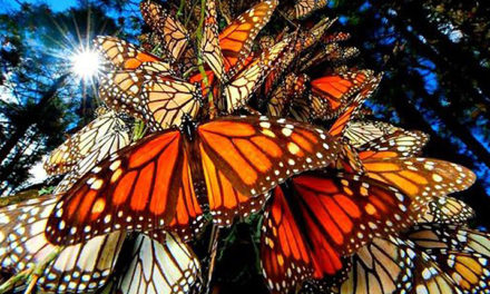 De reis van miljoenen Monarchvlinders