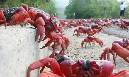 Krabben kleuren eiland volledig rood
