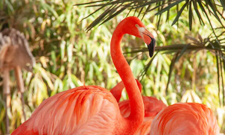 Pantropica, de jungle in de polder