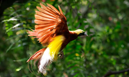 Het verhaal van de paradijsvogel